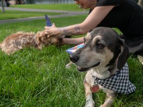 25-1638-dog-park.jpg