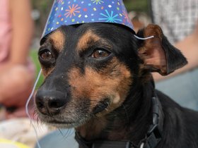 25-1649-dog-park.jpg