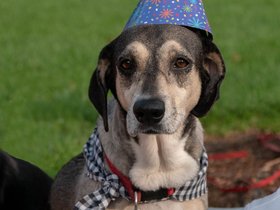 25-1719-dog-park.jpg