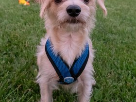 28-1936-dog.jpg