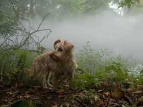 ../2018/09/08-1602-dog-art-casper-fog.jpg