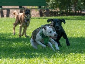 16-1208-dog.jpg