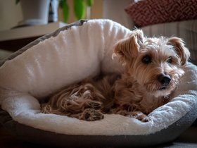 24-1007-dog-sleeping-casper.jpg