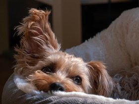 30-1135-dog-casper.jpg