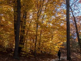 ../2018/11/04-1327-leaf-nora-autumn-breakheart_reservation-MA.jpg