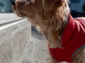 ../2018/11/11-1231-dog-casper.jpg
