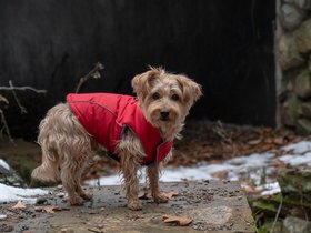 ../2018/11/17-1202-breakheart_reservation-MA-dog-casper.jpg