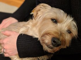../2018/12/17-2223-dog-casper.jpg