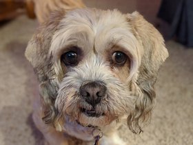 ../2018/12/29-2207-lexie-dog.jpg