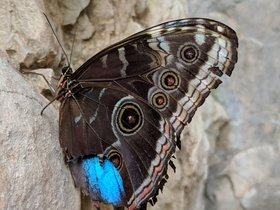 ../2019/03/17-1557-garden-holland_MI-butterfly.jpg