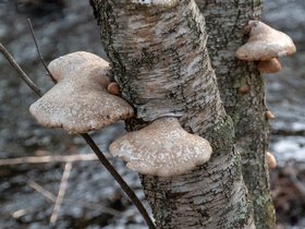 ../2019/03/30-1600-mushrooms-middlesex_fells-MA.jpg
