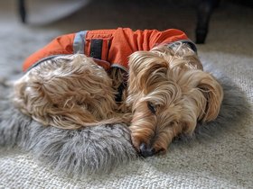 ../2019/04/21-1245-dog-casper.jpg