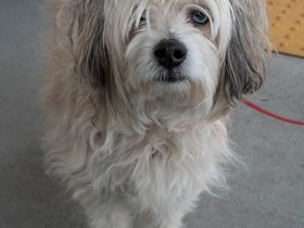 ../2019/05/11-1022-portland_ME-ME-ferry-dog.jpg