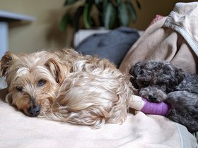 ../2019/06/06-1238-casper-bella-dog.jpg