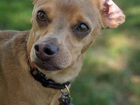 31-1234-dog.jpg