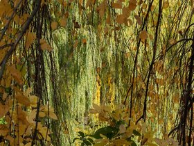 ../2019/10/26-1341-cemetery-autumn-mt_auburn-MA.jpg