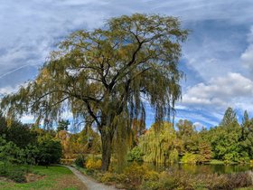 ../2019/10/26-1432-cemetery-mt_auburn-MA-autumn-tree.jpg