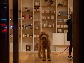 ../2020/02/29-1844-dog-austin-TX-street.jpg