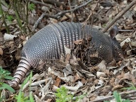 ../2020/03/02-1226-austin-TX-armadillo.jpg