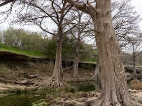 ../2020/03/03-1420-austin-TX-mckinney_falls-tree.jpg