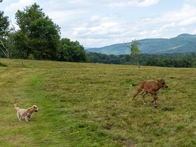 ../2020/08/17-1420-cow-berkshires-MA-the_clark-dog-casper.jpg