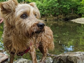 ../2020/08/17-1610-berkshires-MA-casper-stream-williams_town-dog.jpg