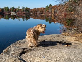 ../2020/11/08-1210-dog-breakheart_reservation-MA-casper.jpg