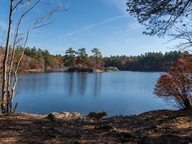 ../2020/11/08-1230-dog-breakheart_reservation-MA-casper-pond.jpg