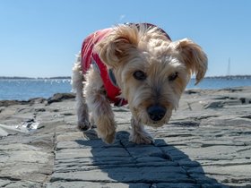 09-1001-casper-portland_ME-ME-dog.jpg