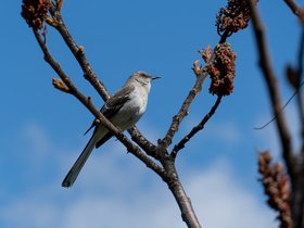 09-1027-portland_ME-ME-bird.jpg
