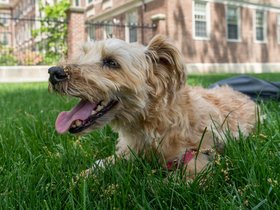 23-1330-dog-casper.jpg