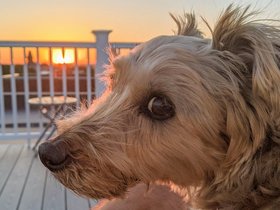 13-2012-dog-casper.jpg