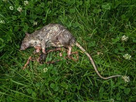 23-1248-library-dead-rat.jpg