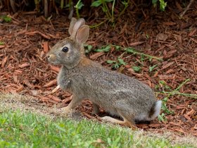 11-1351-bunny.jpg