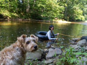 ../2021/07/26-1522-CT-casper-stream-nora-dog.jpg