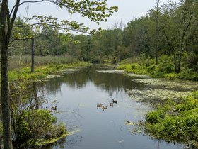 27-1241-saugatuck_falls-CT-duck.jpg