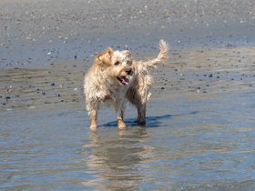 ../2021/09/04-1344-casper-lynn-MA-beach.jpg