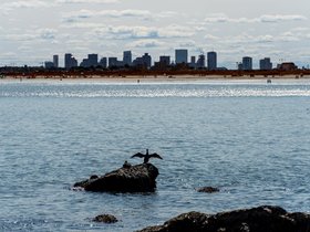 ../2021/09/04-1408-cormorants-lynn-MA-skyline-boston-beach.jpg
