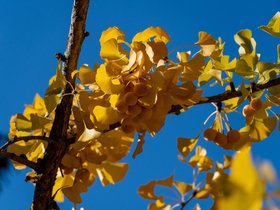 ../2021/10/23-1438-harvard_arboretum-MA-ginkgo.jpg