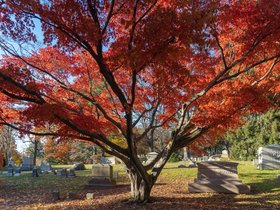 ../2021/11/13-1506-mt_auburn-MA-autumn-tree-cemetery.jpg