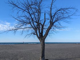 ../2021/12/25-1418-holland_MI-beach-tree.jpg