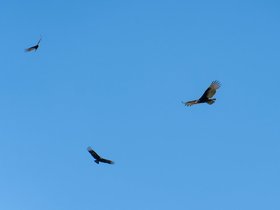 ../2022/03/14-1234-park-caladesi-FL-bird-clearwater.jpg