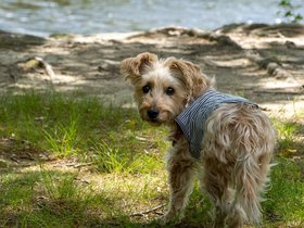 ../2022/06/18-1250-dog-casper-charles_river-MA.jpg