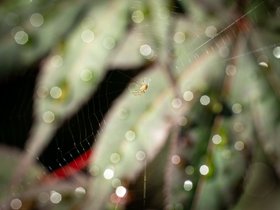 ../2022/07/14-0801-leaf-bokeh-spider.jpg
