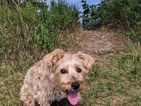 ../2022/08/25-1341-casper-portland_ME-ME-dog.jpg