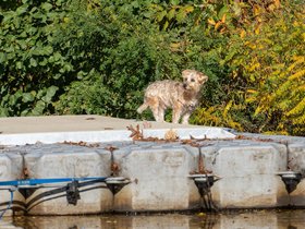 ../2022/10/15-1432-dog-charles_river-MA-casper.jpg
