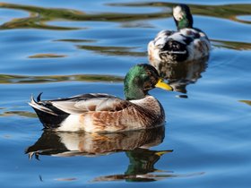../2022/10/15-1442-duck-charles_river-MA.jpg