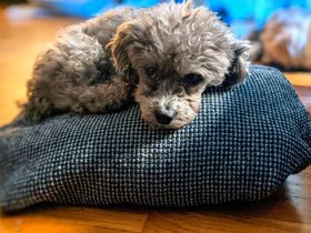 ../2022/10/20-1105-bella-dog.jpg