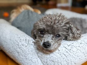 ../2022/10/31-1425-bella-dog.jpg