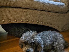 ../2022/11/03-1058-casper-bella-dog.jpg